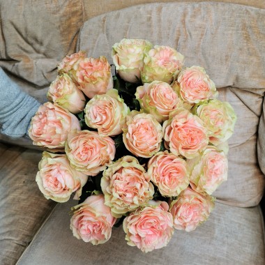 rose rose