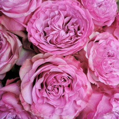 Rose  Mauve