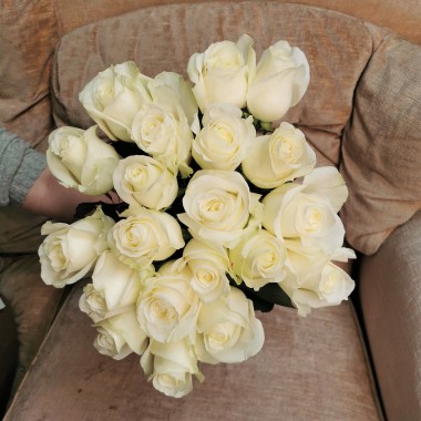 Weiße Rose