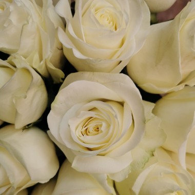 Weiße Rose