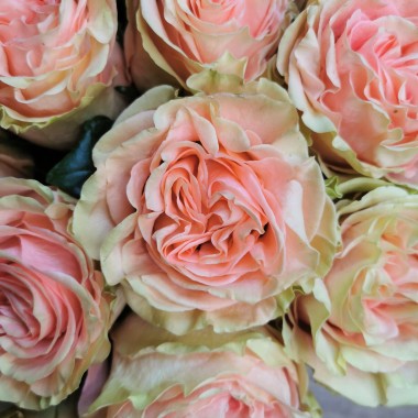 rose rose