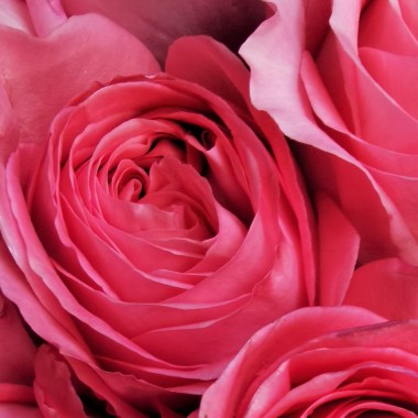 Rose Pink
