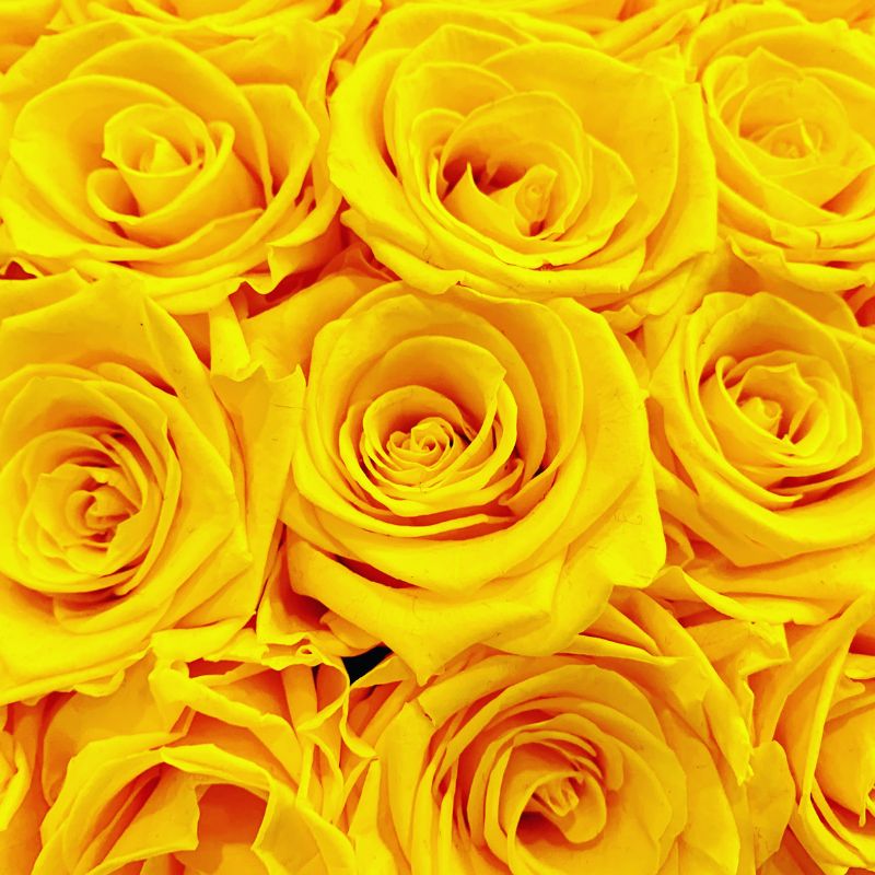 rosier dit rosa : histoire