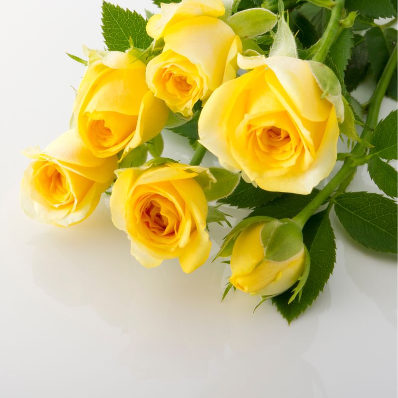 rosier dit rosa : histoire