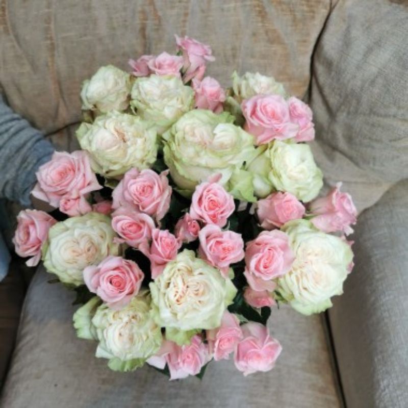 rosiers origine france