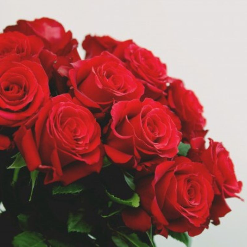 histoire des rosiers
