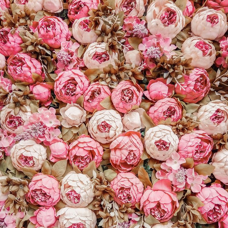 histoire des rosiers