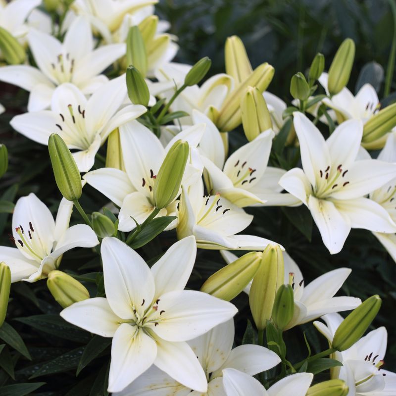 fleurs de lys