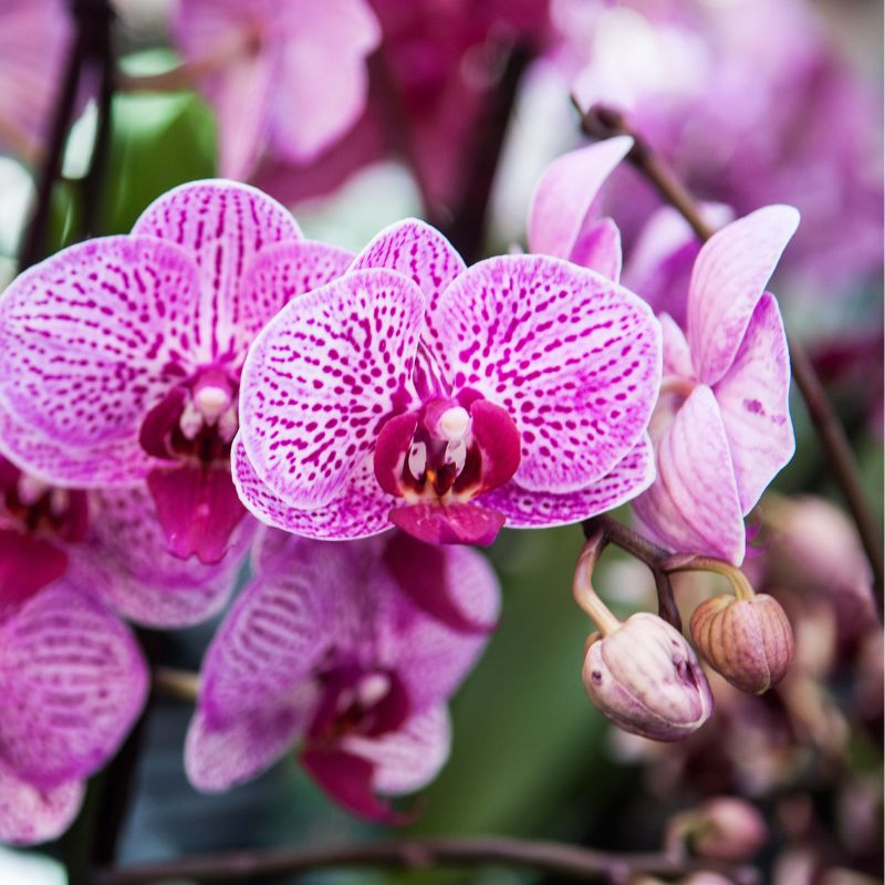 orchidee