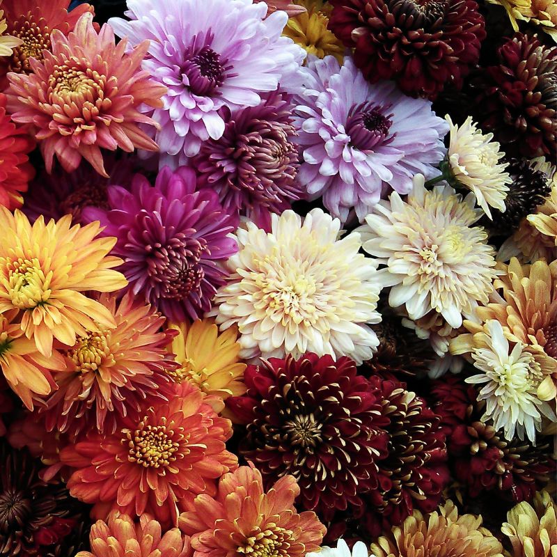 chrysantheme