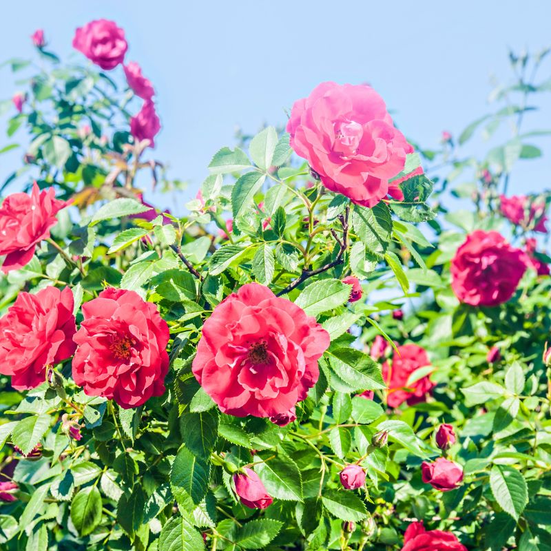 rosier