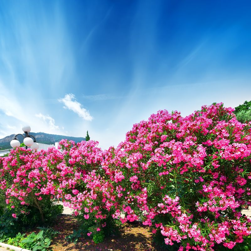 laurier rose