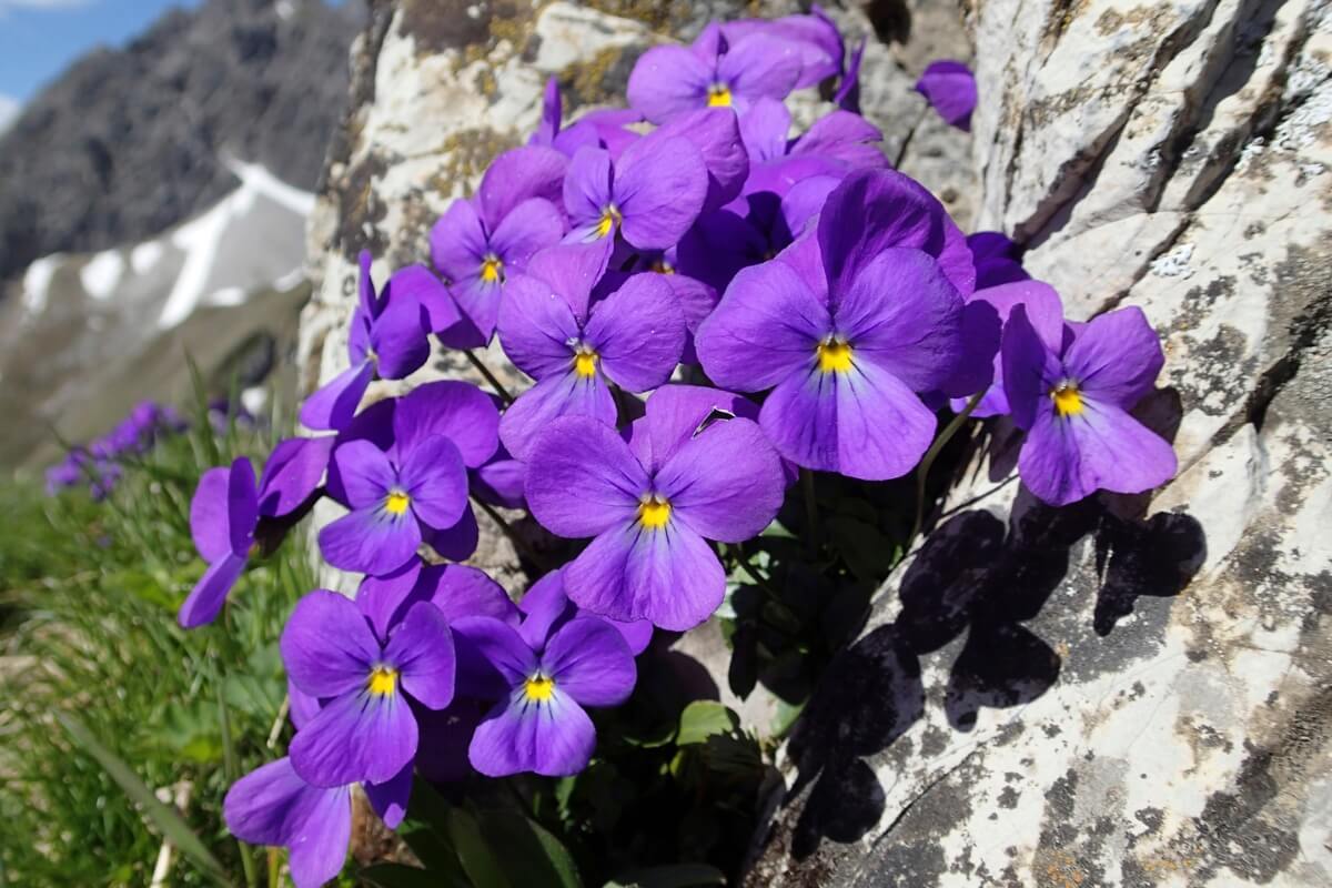 Violette