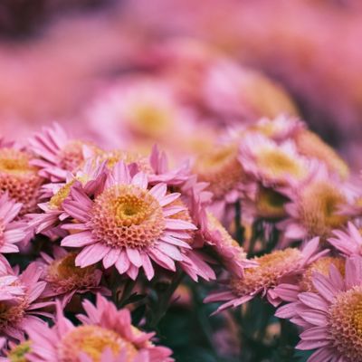 chrysanthèmes