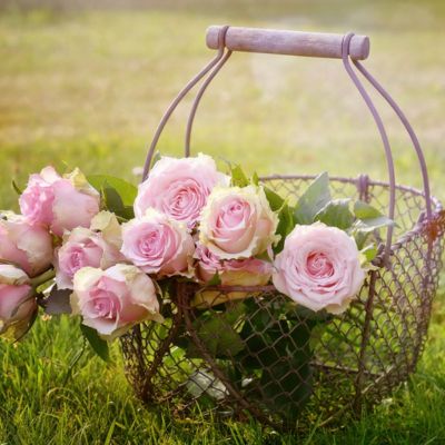 roses