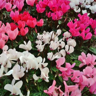 Cyclamen