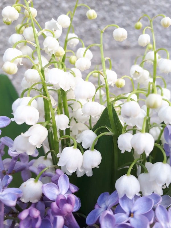 origine du muguet
