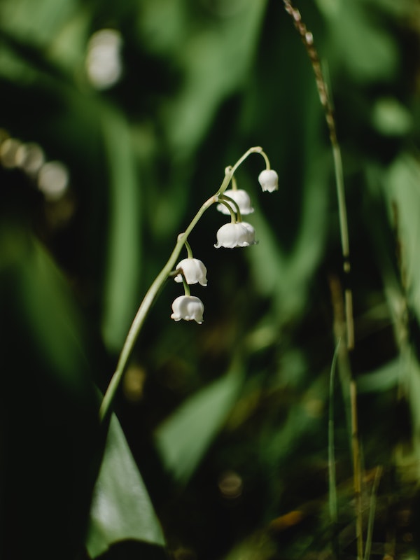 symbole du muguet