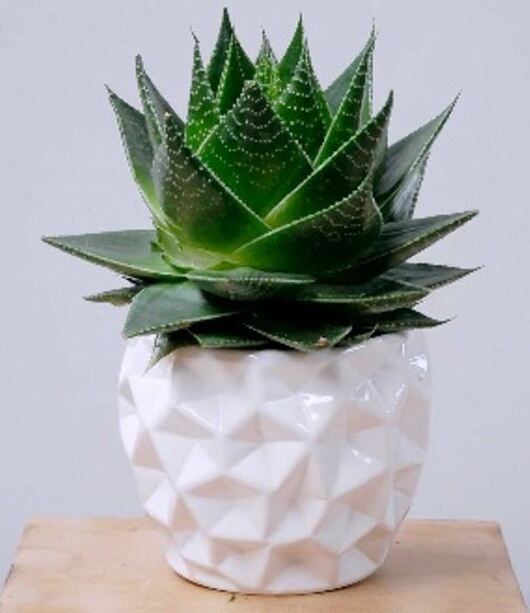 Echeveria dans un joli pot blanc.