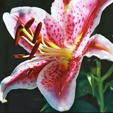 fleurs de lys