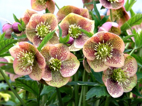 L’hellébore ou Rose de Noël se décline en plusieurs colories