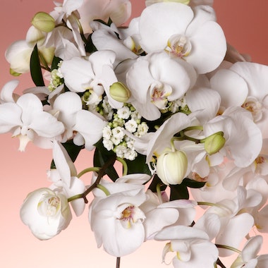 orchidee