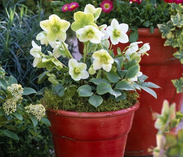 L’hellébore ou Rose de Noël est la reine des plantes extérieures à offrir pour donner de la couleur aux jardins en ces Fêtes de fin d’année, grâce à sa floraison hivernale.