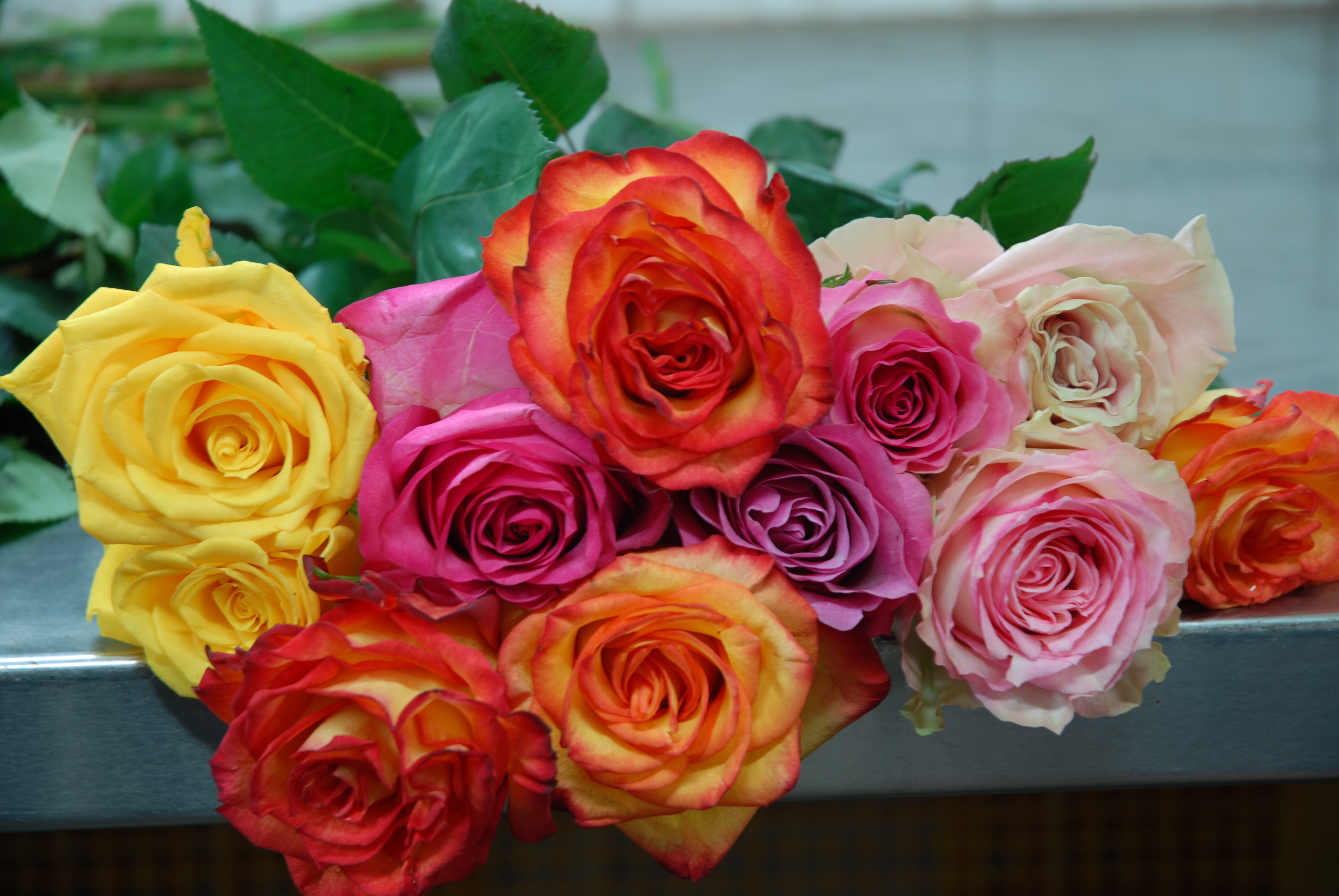 La rose a plusieurs symboliques dans le monde, dont un message universel : l’amour.