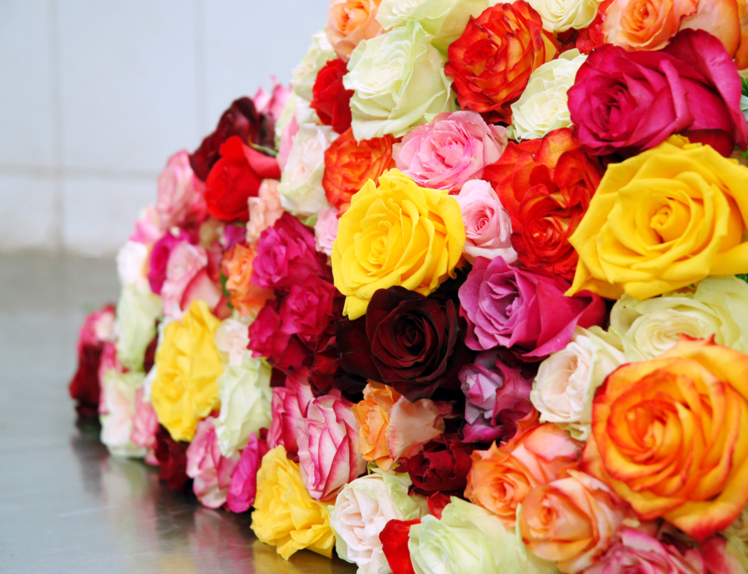 Les couleurs de la rose sont tout aussi nombreuses que ses variétés.