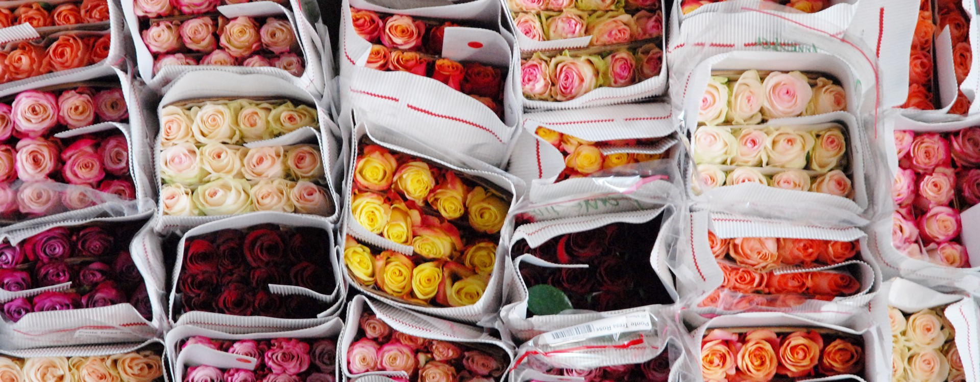 La rose : zoom sur sa symbolique et ses couleurs La rose : zoom sur sa symbolique et ses couleurs