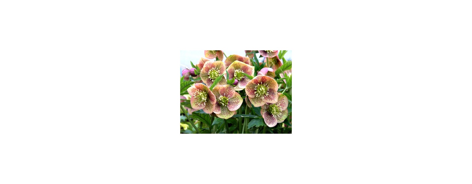 Helleborus: Wie pflegt man die Christrose? Helleborus: Wie pflegt man die Christrose?