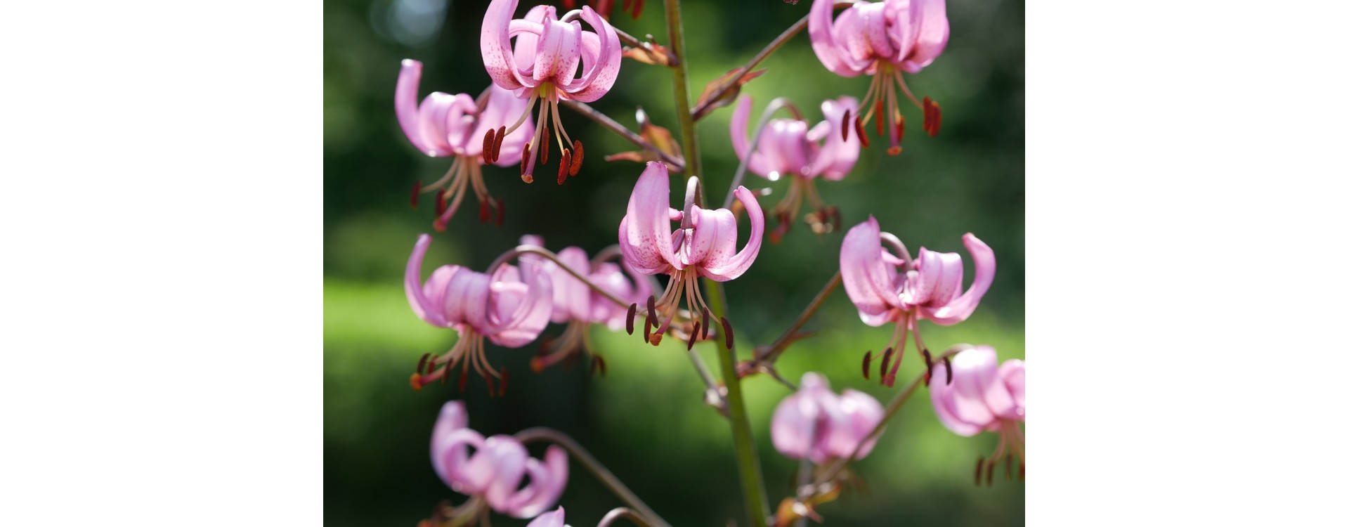 Die symbolträchtigen einheimischen Blumen der Schweiz und ihre Verwendung Die symbolträchtigen einheimischen Blumen der Schweiz und ihre Verwendung