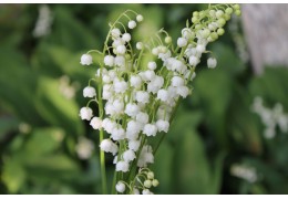 Les origines de la tradition d'offrir du muguet le 1er mai