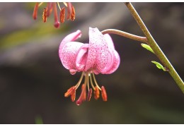 Les fleurs indigènes emblématiques de la Suisse et leurs utilisations