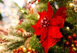 Les fleurs à offrir typiques de Noël