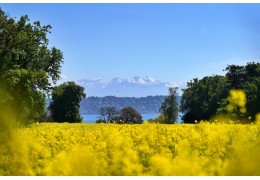 Les meilleurs parcs et jardins de Genève pour les amoureux des fleurs