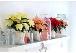 Le poinsettia : comment entretenir l’Étoile de Noël ?